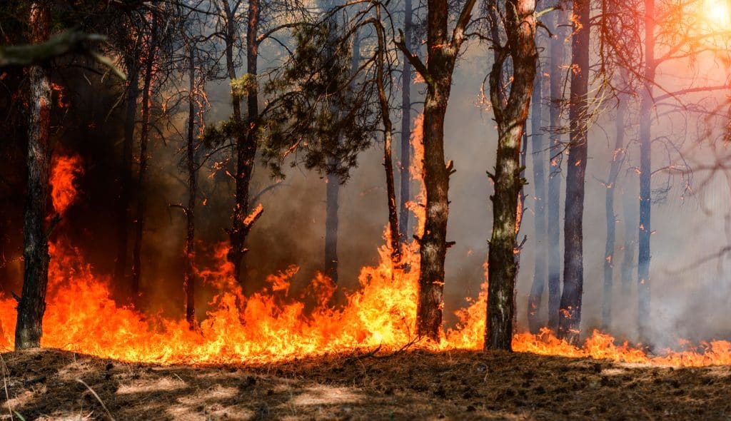 feu foret