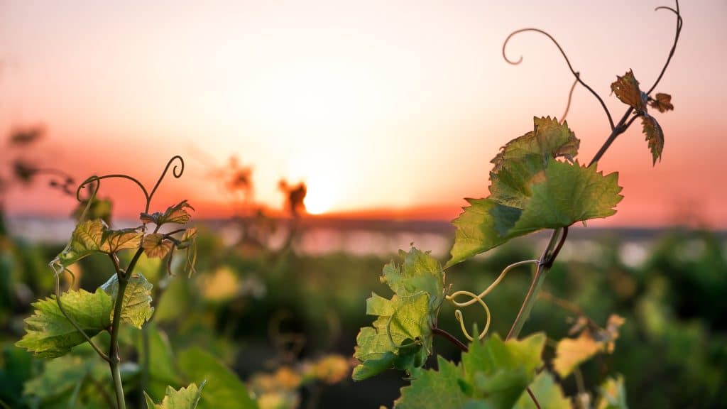 vignes