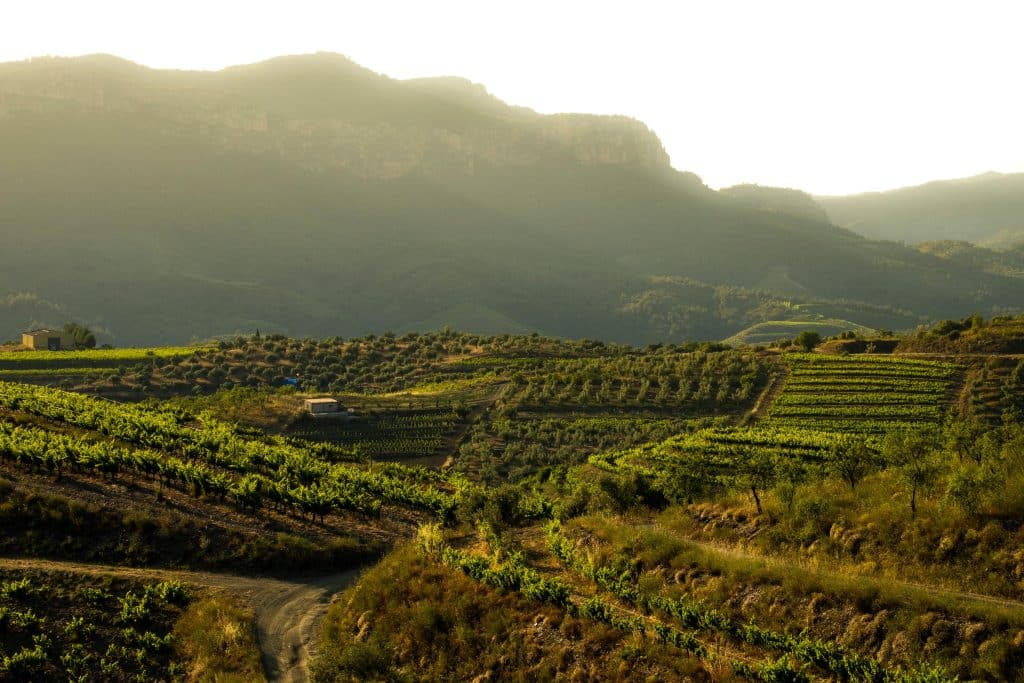 vignoble espagne