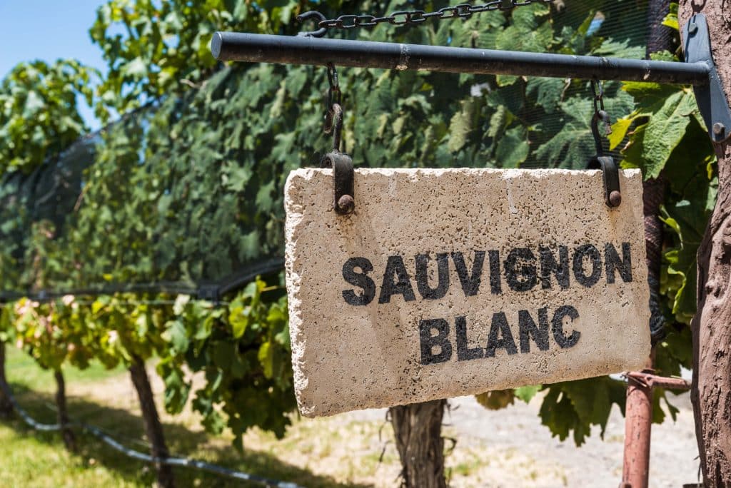 sauvignon blanc