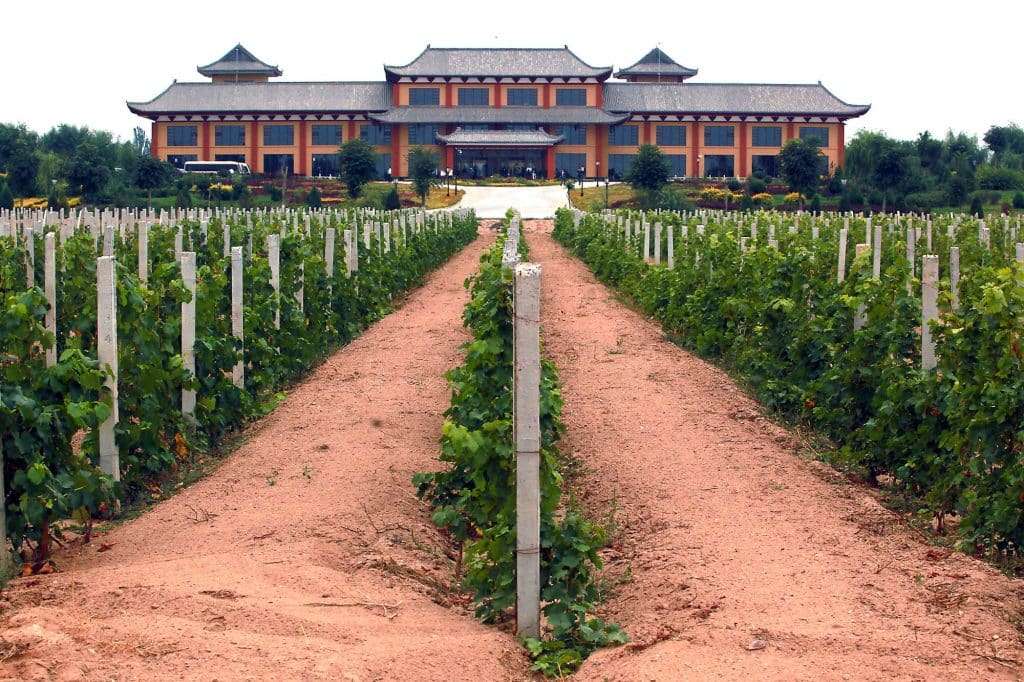 vignes chine