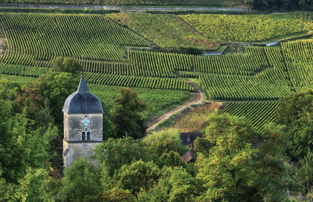vignes en bourgogne
