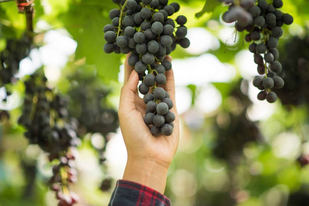 grape harvest farm