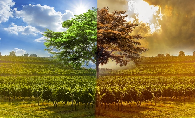 rechauffement climatique light