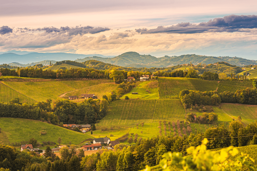 Vignoble autrichien certifié biologique, leader mondial avec 25 % de surfaces cultivées en bio