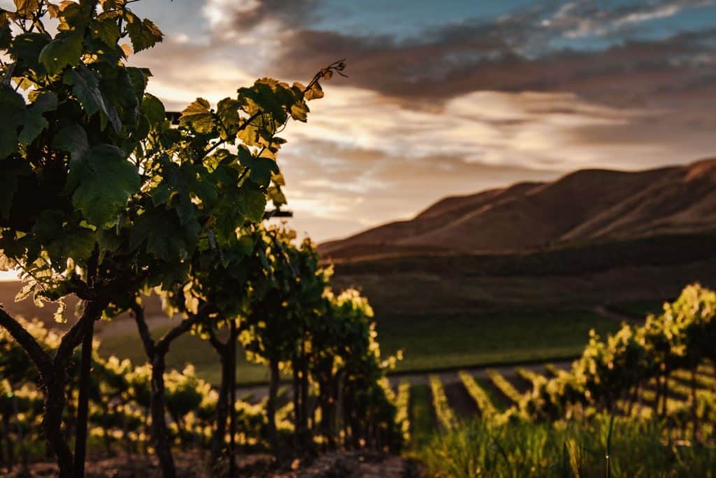 Tourisme du vin : dégustation et découverte de vignobles en France et dans le monde