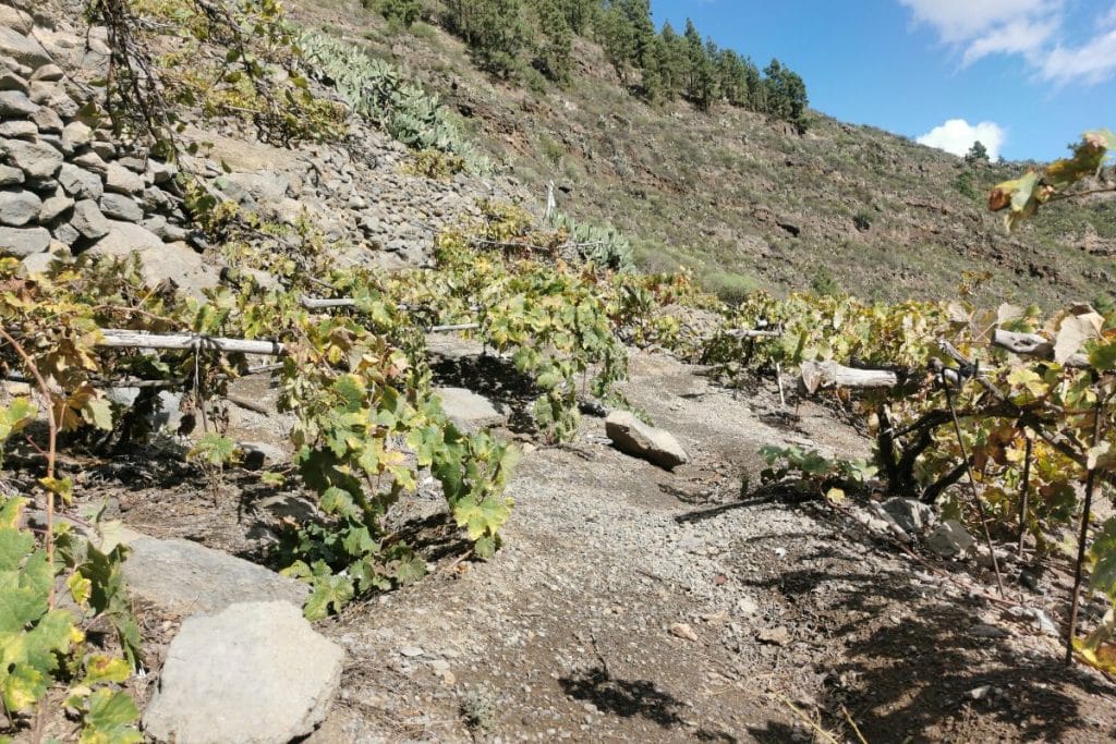 Le vignoble de Ténérife est touché pour la première fois par le phylloxéra