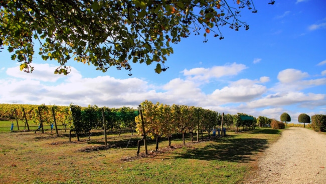 bocos vignes conservatoire 650x367