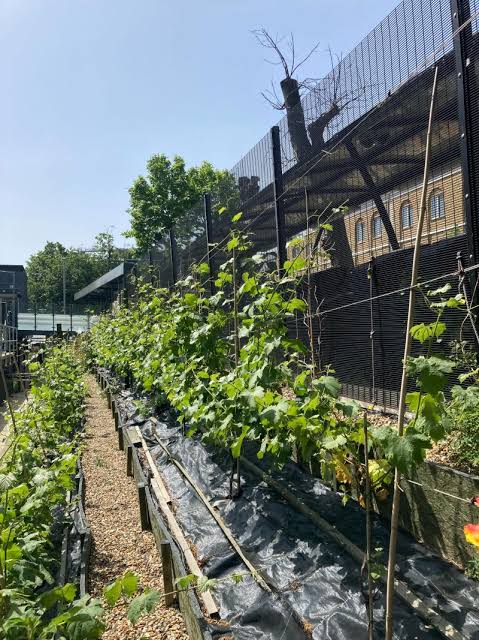 denmark hill station vineyard