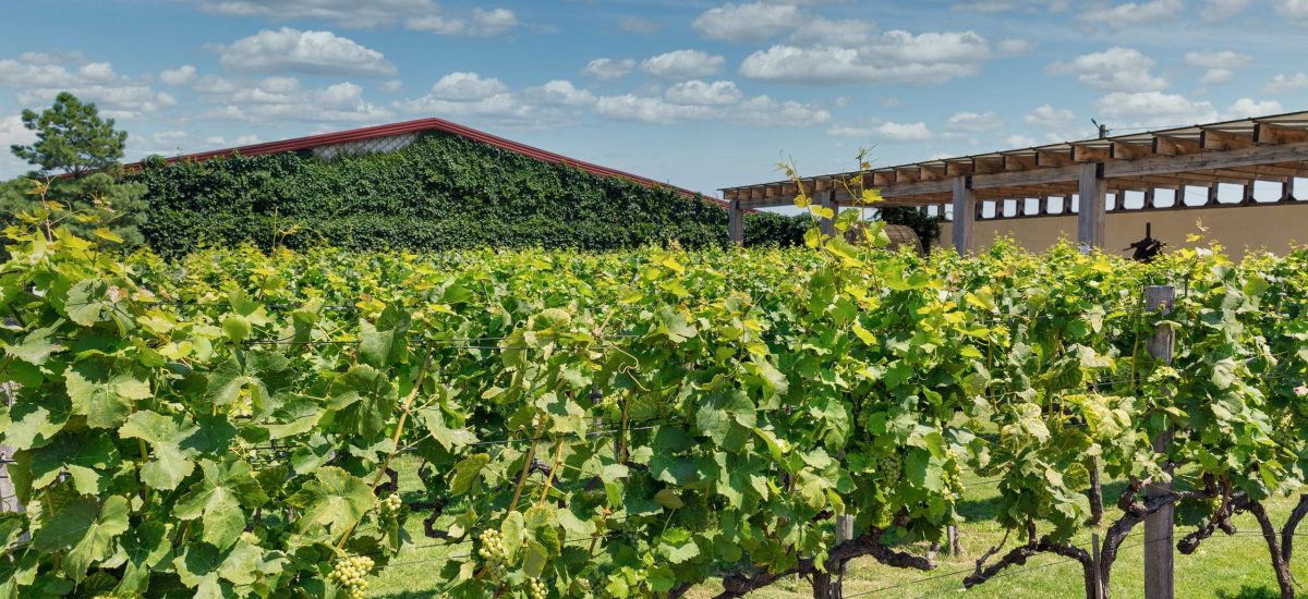 winery grape garden in ukraine.