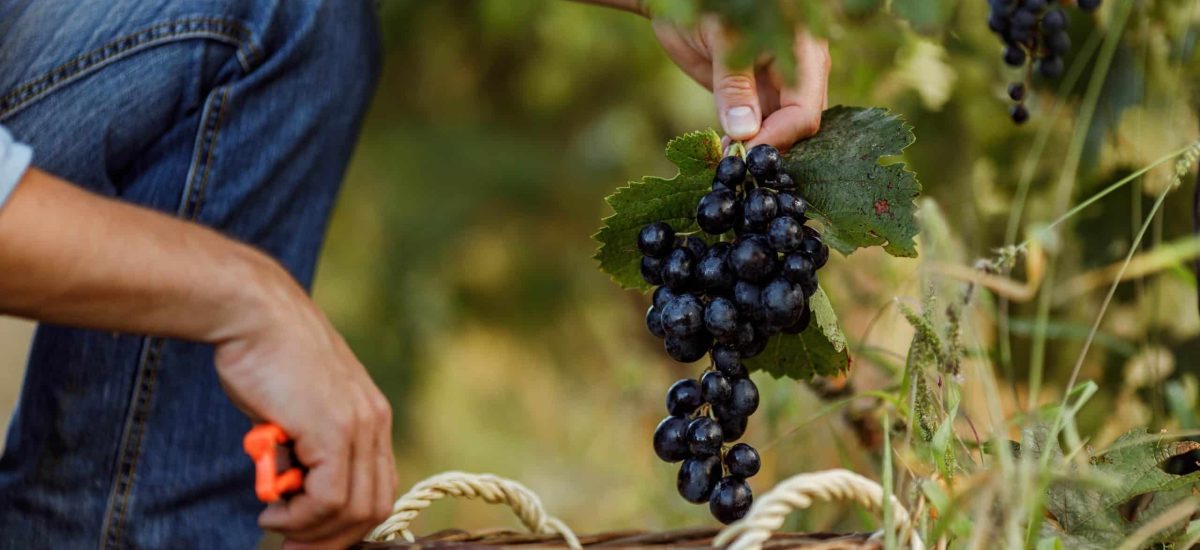 viticulteur dans les vignes récolte de raisins