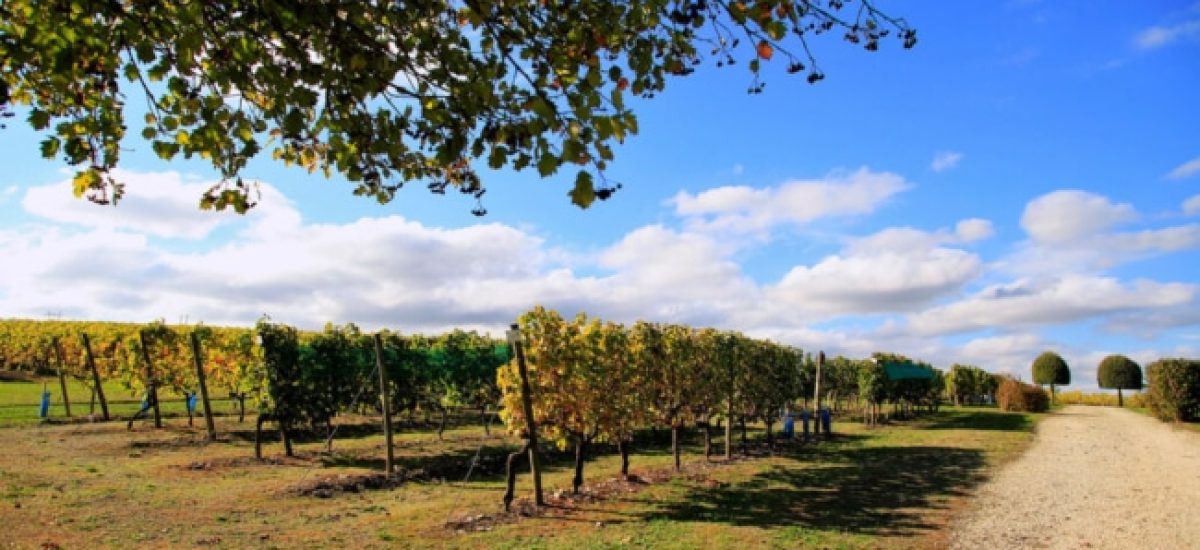 bocos vignes conservatoire 650x367