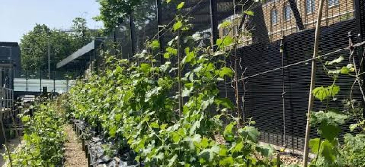 denmark hill station vineyard