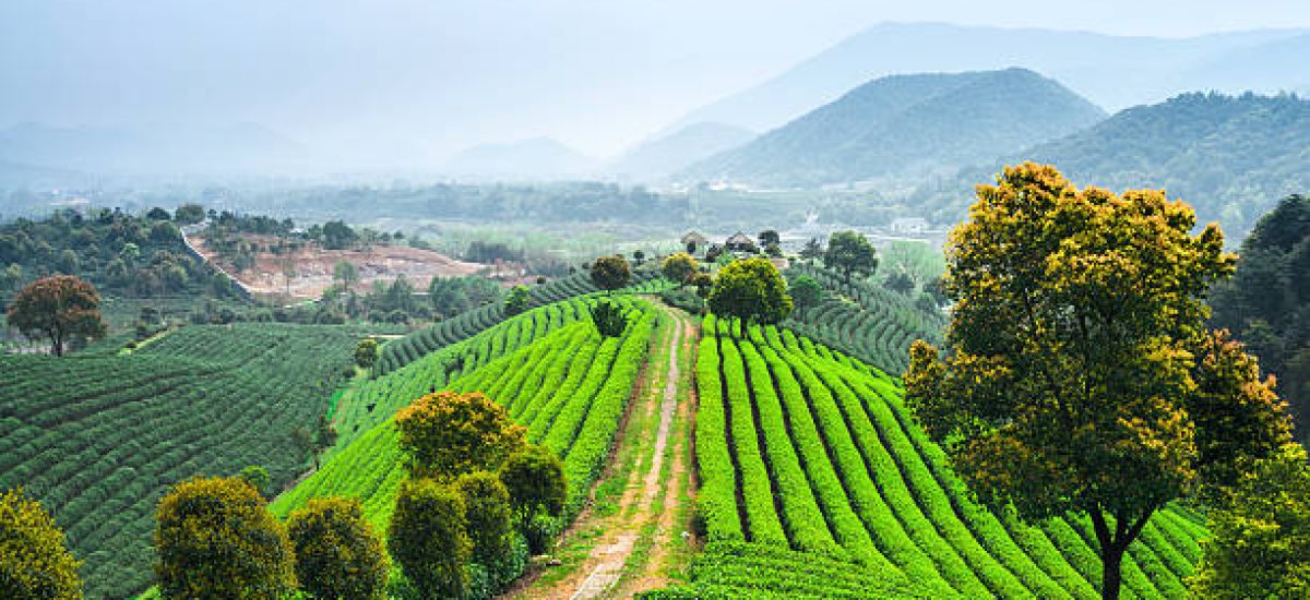 tea plantations under sky during sunset
