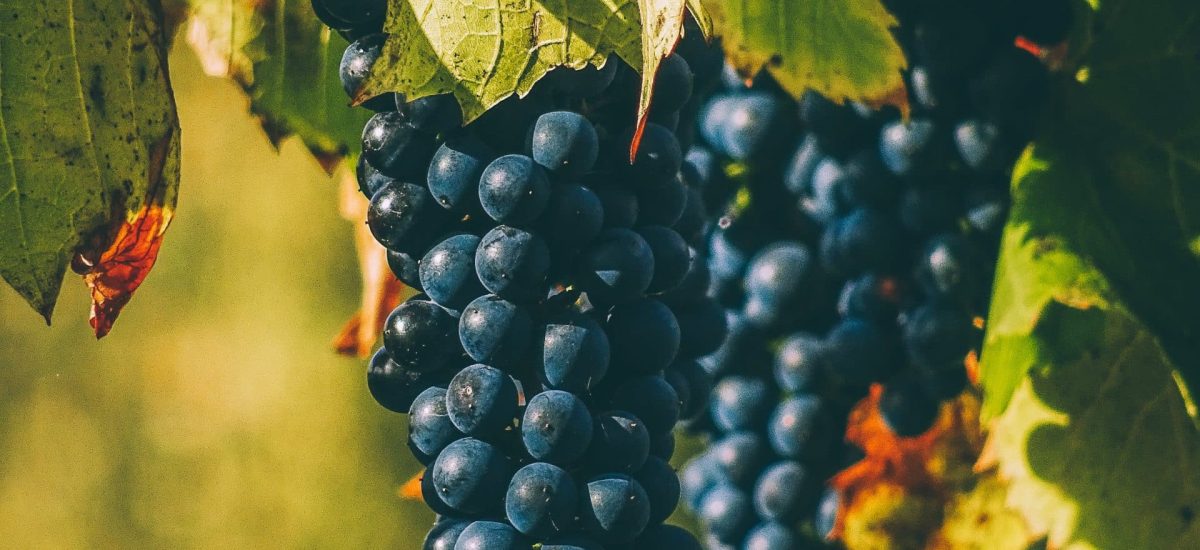 raisins vignes