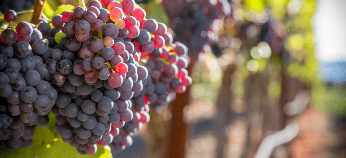 photo articles wordpress (85)